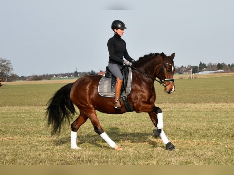 German Riding Pony Mare 5 years 14,1 hh Brown in Leipzig