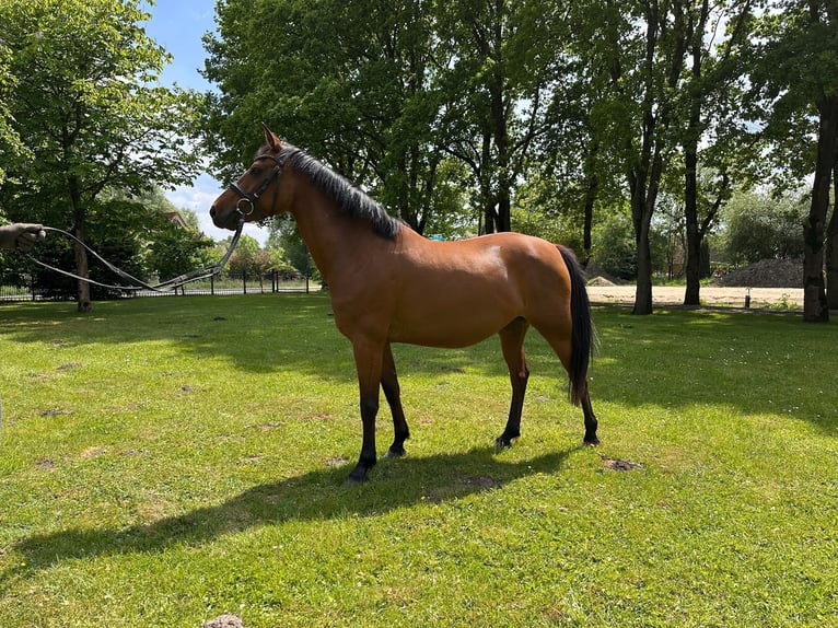 German Riding Pony Mare 5 years 14,1 hh Brown in B&#xFC;lkau