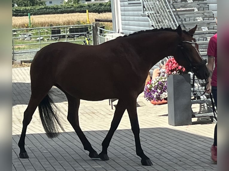 German Riding Pony Mare 5 years 14,1 hh Brown in Pitten