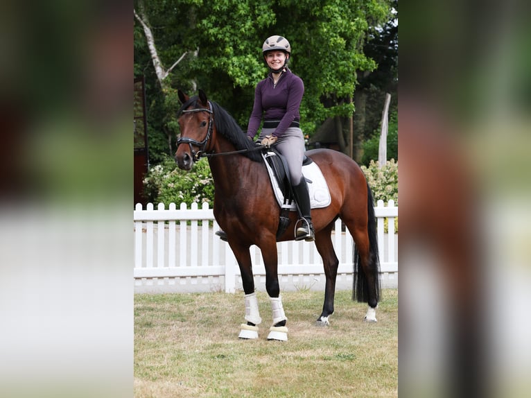 German Riding Pony Mare 5 years 14,1 hh Brown in Stuhr