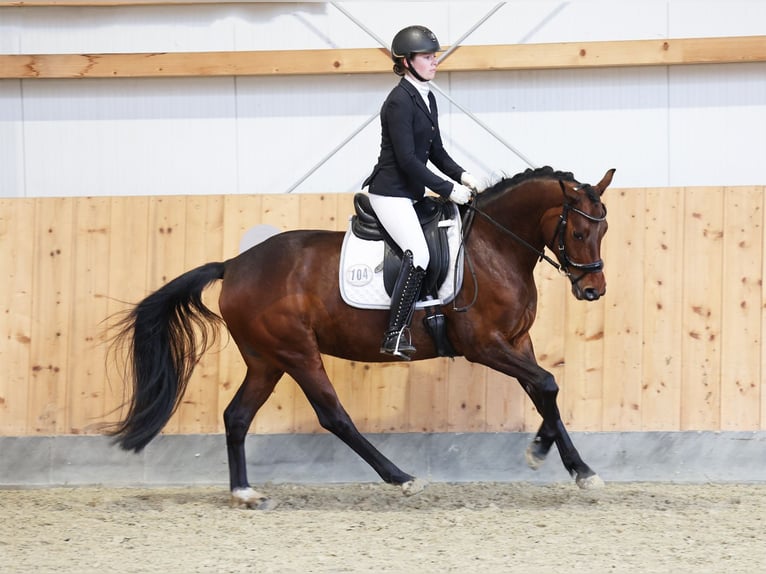 German Riding Pony Mare 5 years 14,1 hh Brown in Stuhr