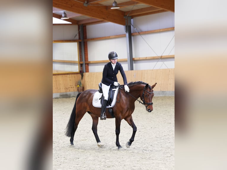 German Riding Pony Mare 5 years 14,1 hh Brown in Stuhr