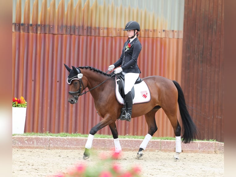 German Riding Pony Mare 5 years 14,1 hh Brown in Stuhr