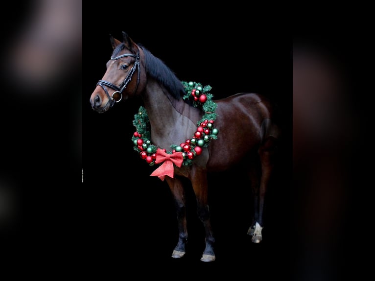 German Riding Pony Mare 5 years 14,1 hh Brown in Stuhr