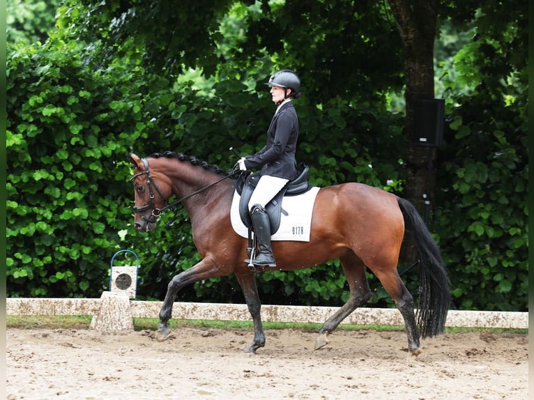 German Riding Pony Mare 5 years 14,1 hh Brown in Stuhr