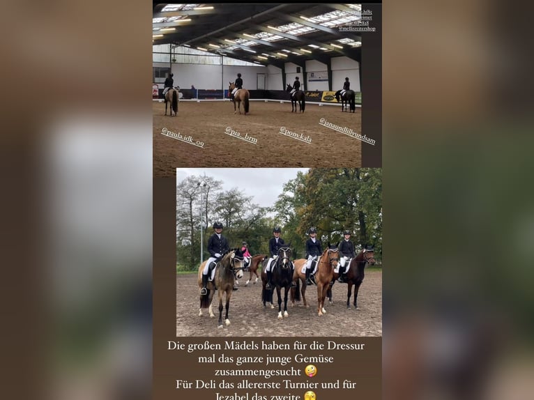 German Riding Pony Mare 5 years 14,1 hh Brown in Stuhr
