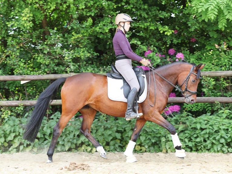 German Riding Pony Mare 5 years 14,1 hh Brown in Stuhr