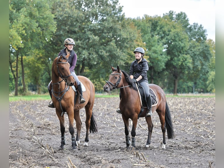 German Riding Pony Mare 5 years 14,1 hh Brown in Stuhr