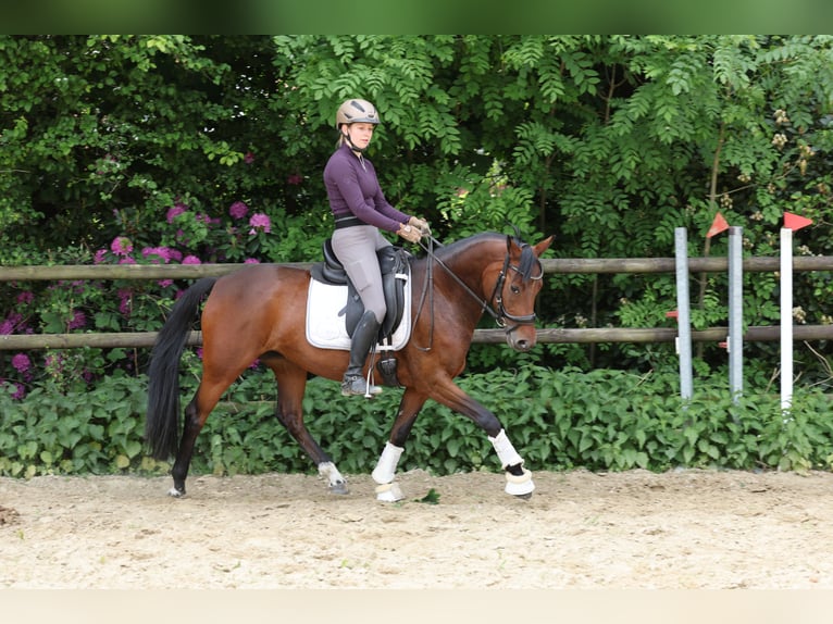 German Riding Pony Mare 5 years 14,1 hh Brown in Stuhr