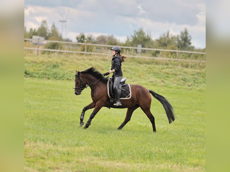 German Riding Pony Mare 5 years 14,1 hh Brown in Stuhr
