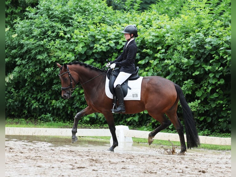 German Riding Pony Mare 5 years 14,1 hh Brown in Stuhr