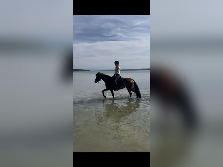 German Riding Pony Mare 5 years 14,1 hh Brown in Inning am Ammersee