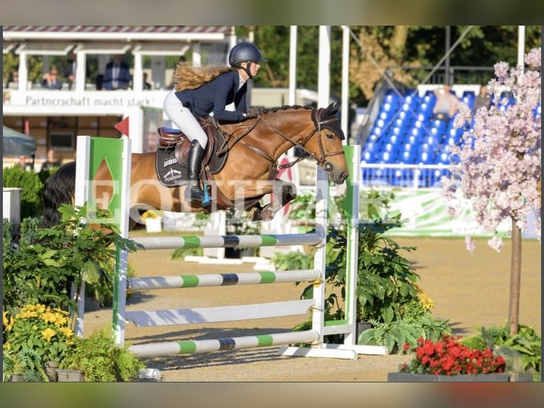 German Riding Pony Mare 5 years 14,1 hh Brown in Melle