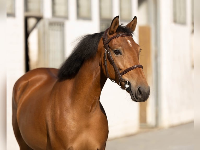 German Riding Pony Mare 5 years 14,1 hh Brown in Melle