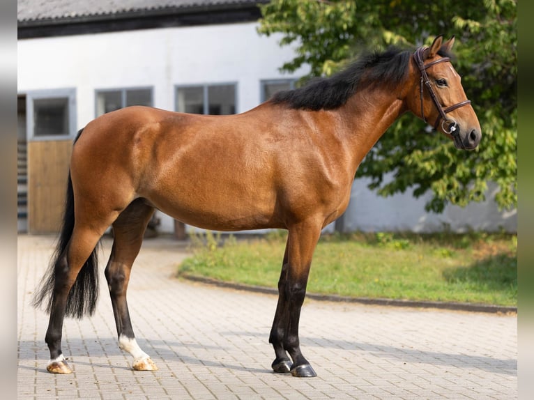 German Riding Pony Mare 5 years 14,1 hh Brown in Melle