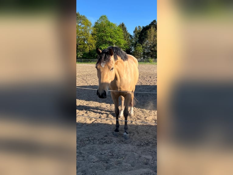 German Riding Pony Mare 5 years 14,1 hh Buckskin in Berlin