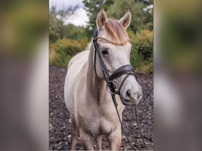 German Riding Pony Mare 5 years 14,1 hh Buckskin in Teltow