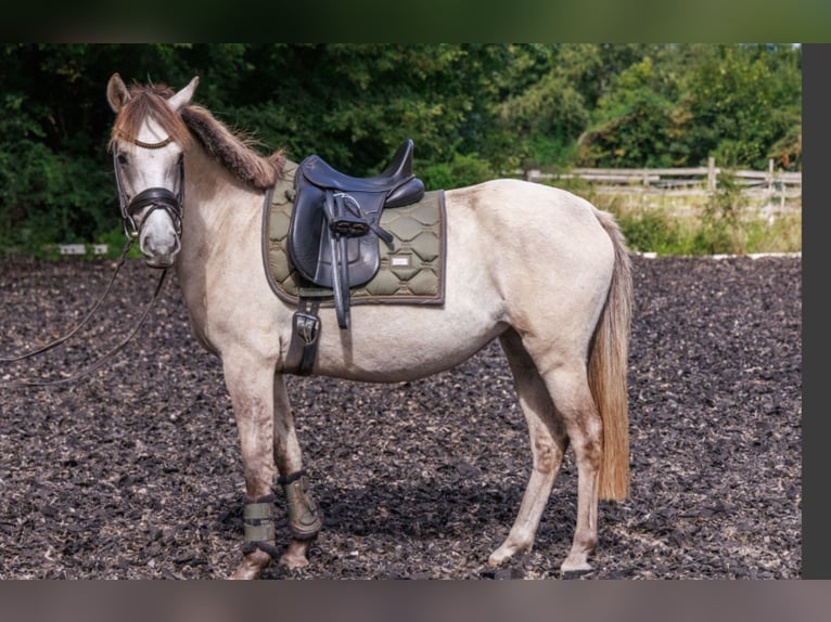 German Riding Pony Mare 5 years 14,1 hh Buckskin in Teltow