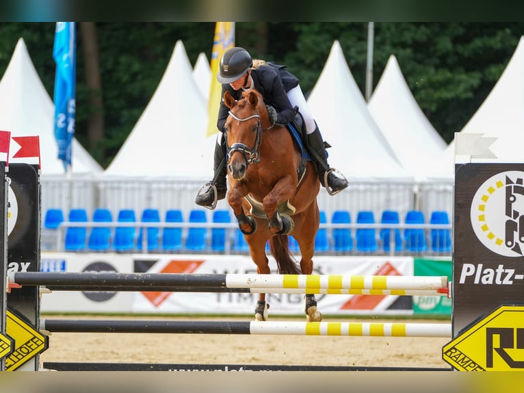 German Riding Pony Mare 5 years 14,1 hh Chestnut in Marsberg