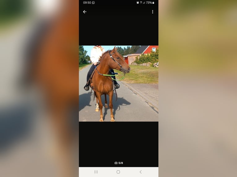 German Riding Pony Mix Mare 5 years 14,1 hh Chestnut in Kobrow German Riding Pony Mix Mare 5 years 14,1 hh Chestnut in Kobrow