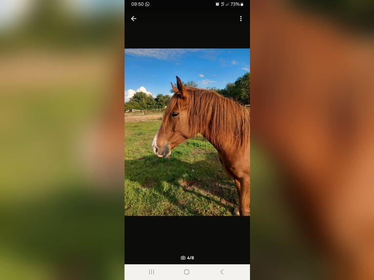 German Riding Pony Mix Mare 5 years 14,1 hh Chestnut in Kobrow German Riding Pony Mix Mare 5 years 14,1 hh Chestnut in Kobrow