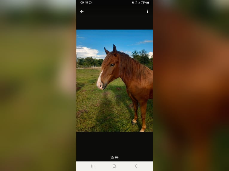 German Riding Pony Mix Mare 5 years 14,1 hh Chestnut in Kobrow German Riding Pony Mix Mare 5 years 14,1 hh Chestnut in Kobrow