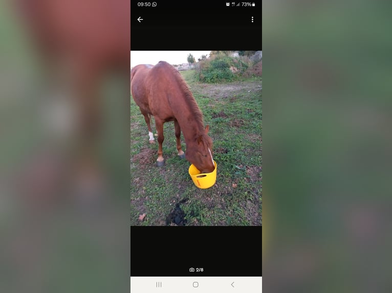 German Riding Pony Mix Mare 5 years 14,1 hh Chestnut in Kobrow German Riding Pony Mix Mare 5 years 14,1 hh Chestnut in Kobrow