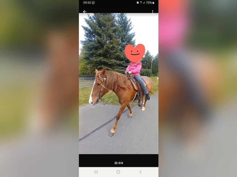 German Riding Pony Mix Mare 5 years 14,1 hh Chestnut in Kobrow German Riding Pony Mix Mare 5 years 14,1 hh Chestnut in Kobrow