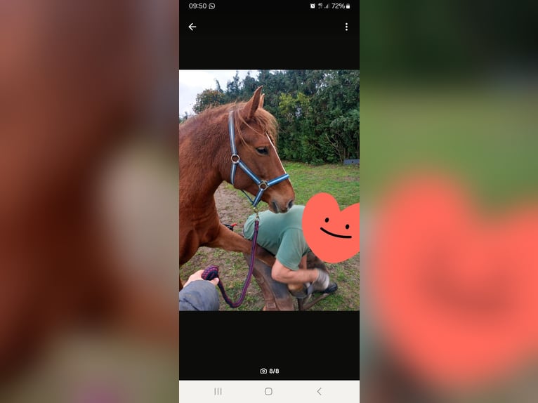 German Riding Pony Mix Mare 5 years 14,1 hh Chestnut in Kobrow German Riding Pony Mix Mare 5 years 14,1 hh Chestnut in Kobrow