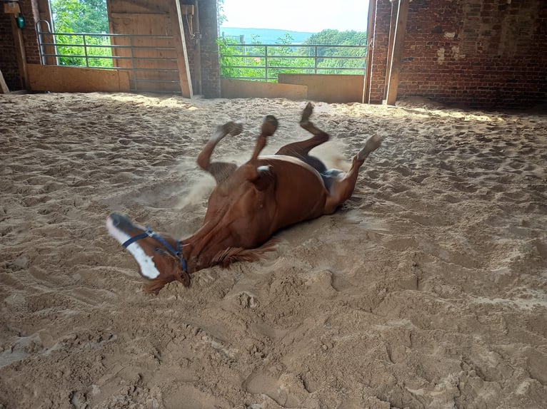 German Riding Pony Mare 5 years 14,1 hh Chestnut-Red in Extertal