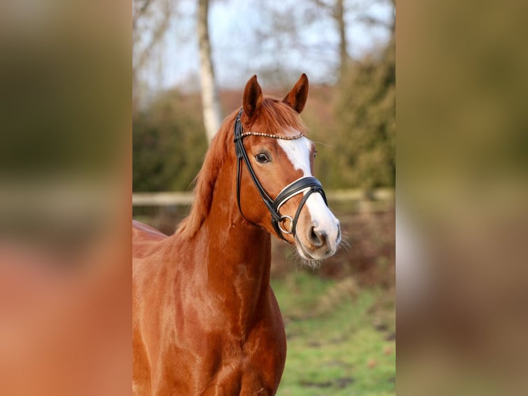 German Riding Pony Mare 5 years 14,1 hh Chestnut-Red in Spelle