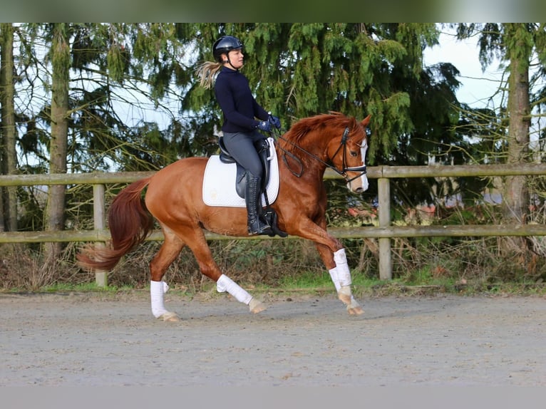 German Riding Pony Mare 5 years 14,1 hh Chestnut-Red in Spelle