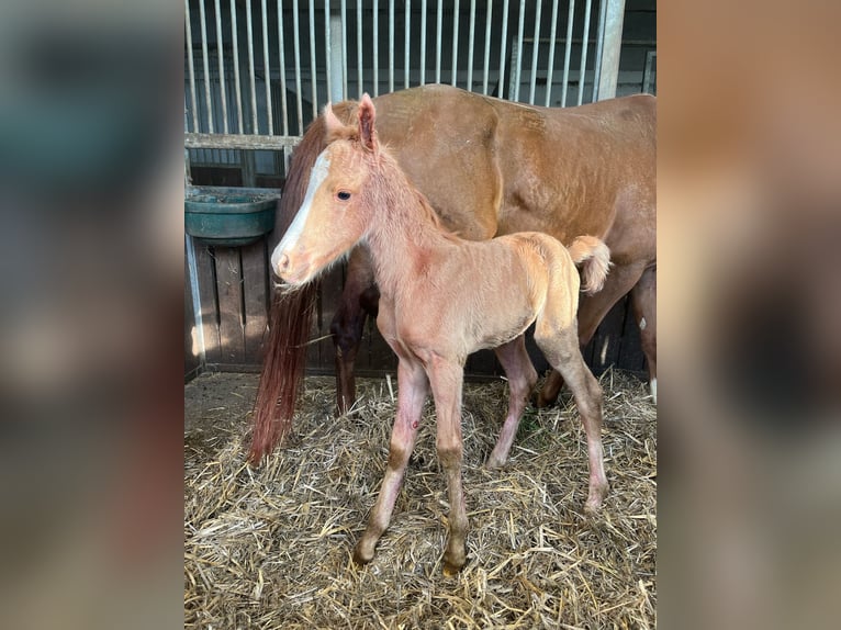 German Riding Pony Mare 5 years 14,1 hh Chestnut-Red in M&#xFC;nstermaifeld