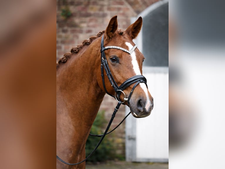 German Riding Pony Mare 5 years 14,1 hh Chestnut-Red in Neuss