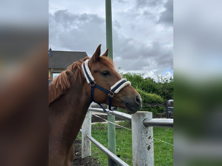 German Riding Pony Mare 5 years 14,1 hh Chestnut-Red in Niederzier