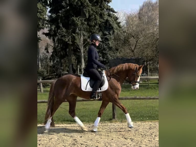 German Riding Pony Mare 5 years 14,1 hh Chestnut-Red in Rheinberg