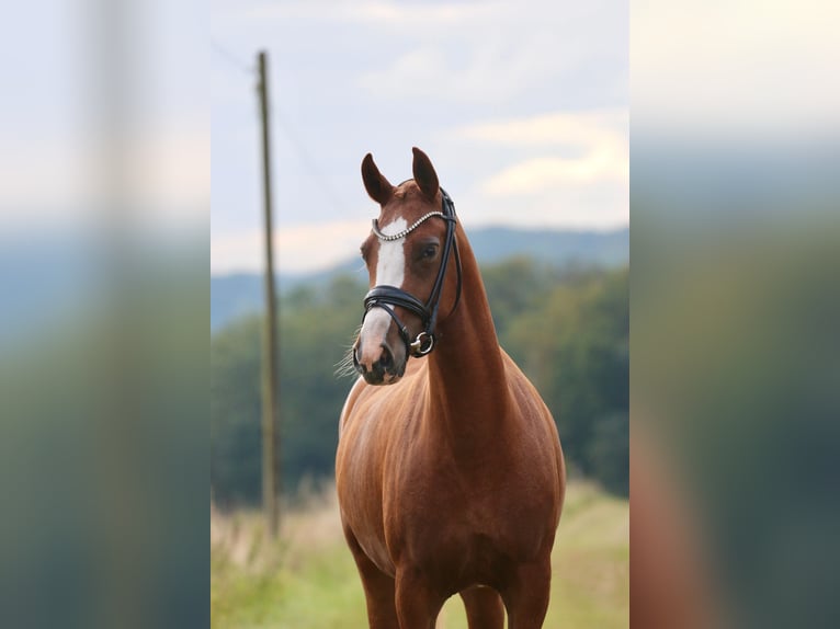 German Riding Pony Mare 5 years 14,1 hh Chestnut-Red in Wettringen
