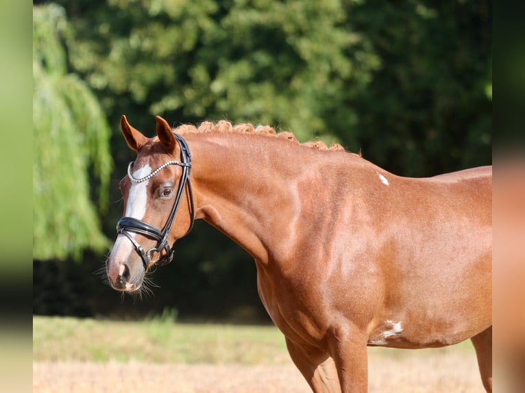 German Riding Pony Mare 5 years 14,1 hh Chestnut-Red in Wettringen