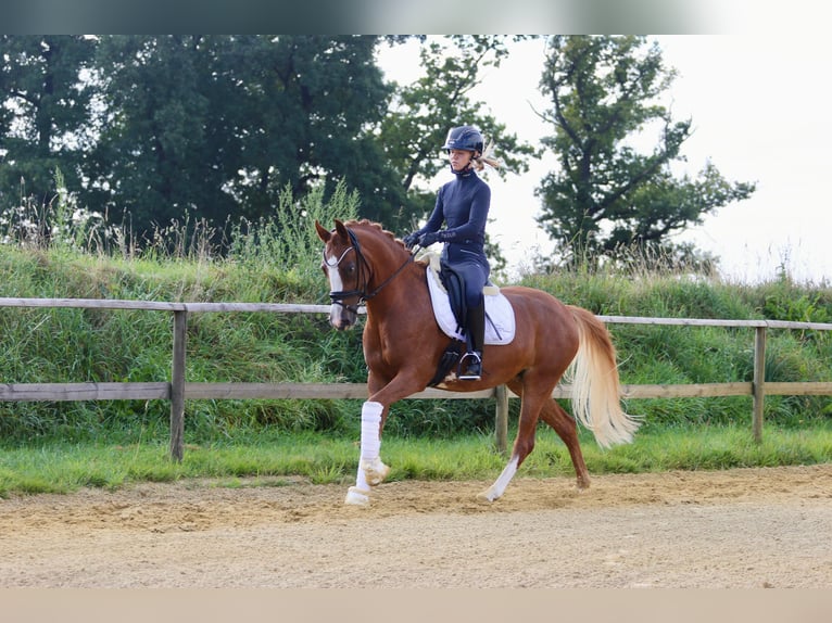 German Riding Pony Mare 5 years 14,1 hh Chestnut-Red in Wettringen