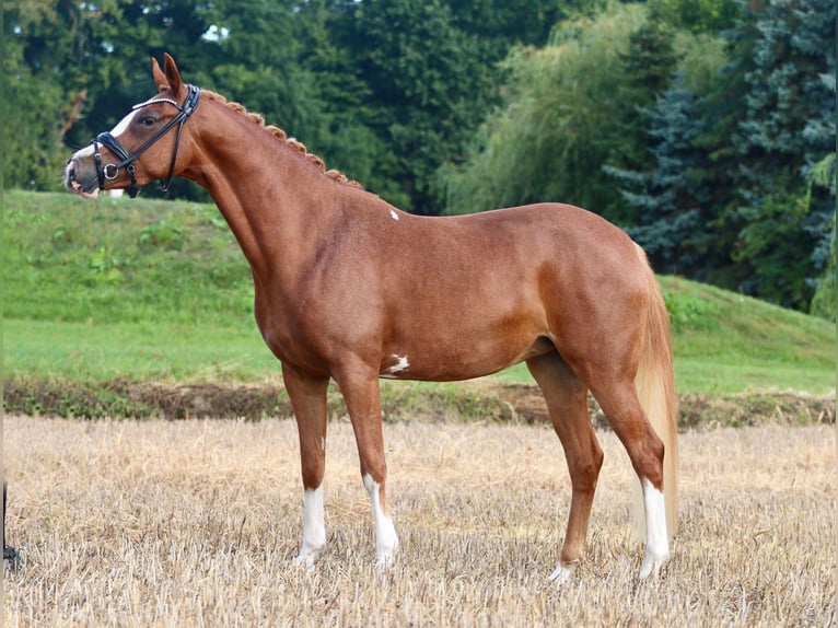 German Riding Pony Mare 5 years 14,1 hh Chestnut-Red in Wettringen