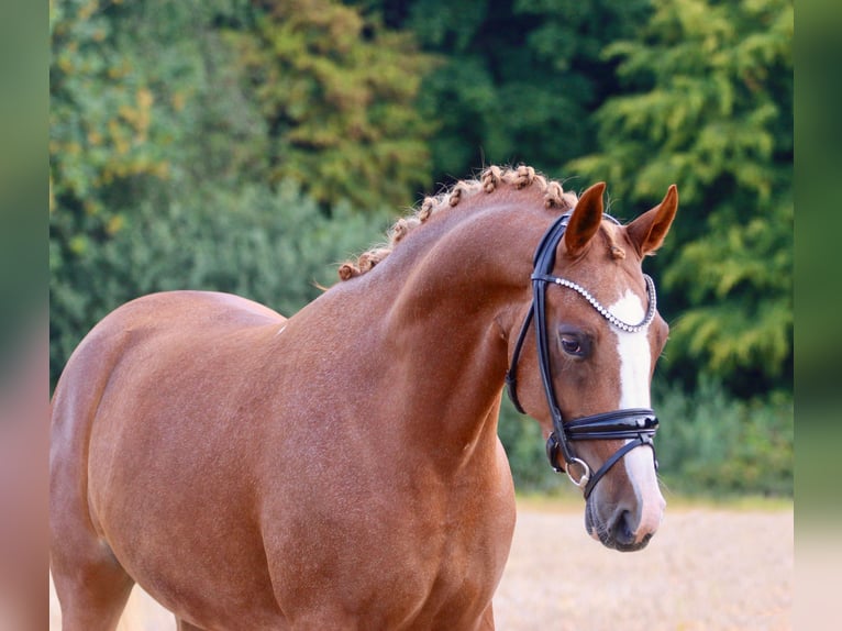German Riding Pony Mare 5 years 14,1 hh Chestnut-Red in Wettringen