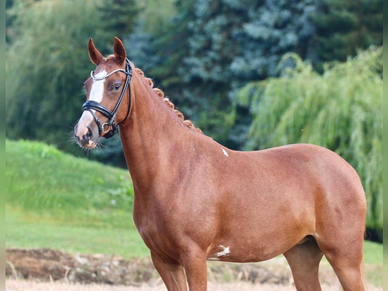 German Riding Pony Mare 5 years 14,1 hh Chestnut-Red in Wettringen