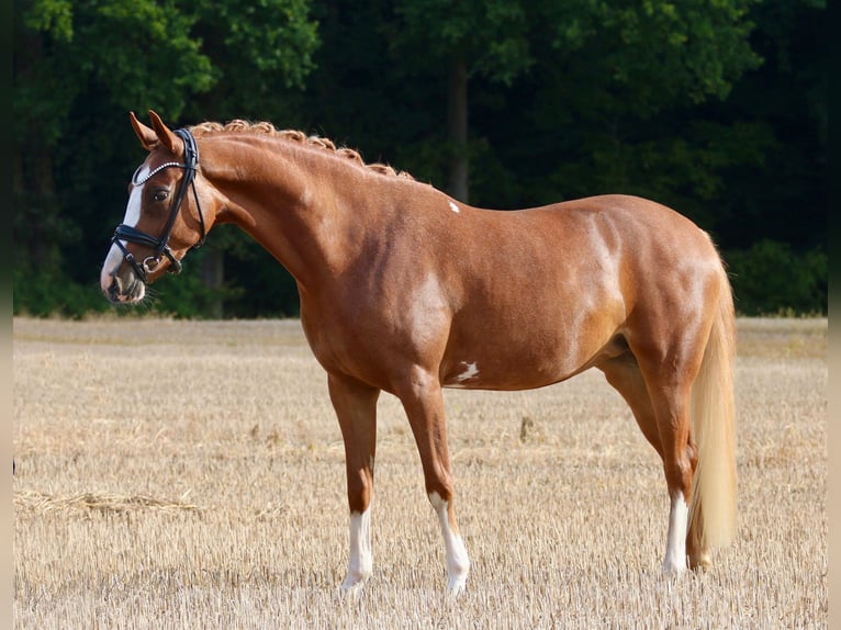 German Riding Pony Mare 5 years 14,1 hh Chestnut-Red in Wettringen