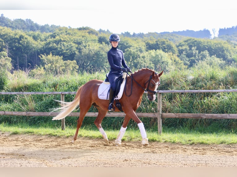 German Riding Pony Mare 5 years 14,1 hh Chestnut-Red in Wettringen