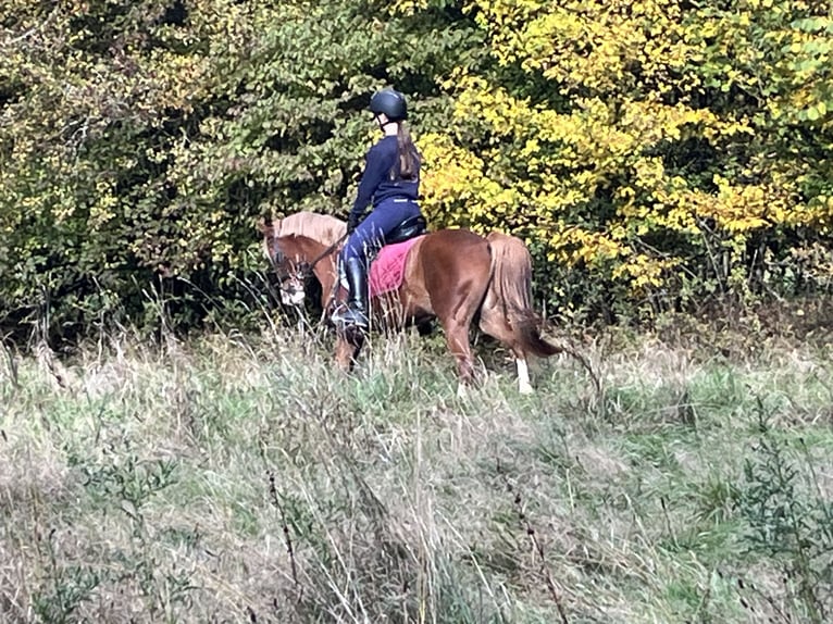 German Riding Pony Mare 5 years 14,1 hh Chestnut-Red in Ursensollen German Riding Pony Mare 5 years 14,1 hh Chestnut-Red in Ursensollen