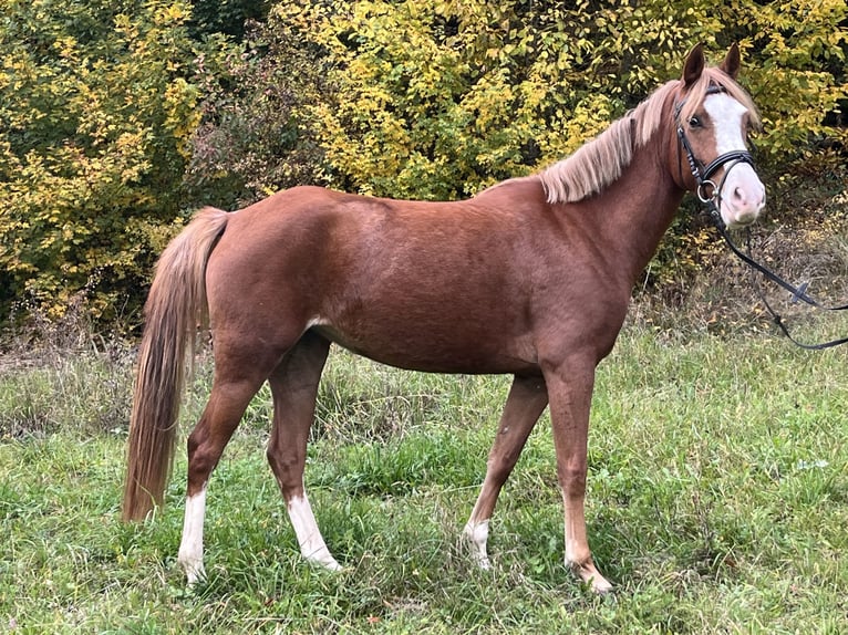 German Riding Pony Mare 5 years 14,1 hh Chestnut-Red in Ursensollen German Riding Pony Mare 5 years 14,1 hh Chestnut-Red in Ursensollen