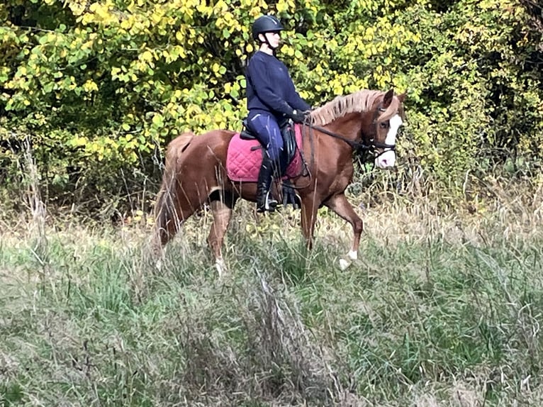 German Riding Pony Mare 5 years 14,1 hh Chestnut-Red in Ursensollen German Riding Pony Mare 5 years 14,1 hh Chestnut-Red in Ursensollen