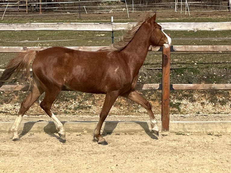 German Riding Pony Mare 5 years 14,1 hh Chestnut-Red in Ursensollen