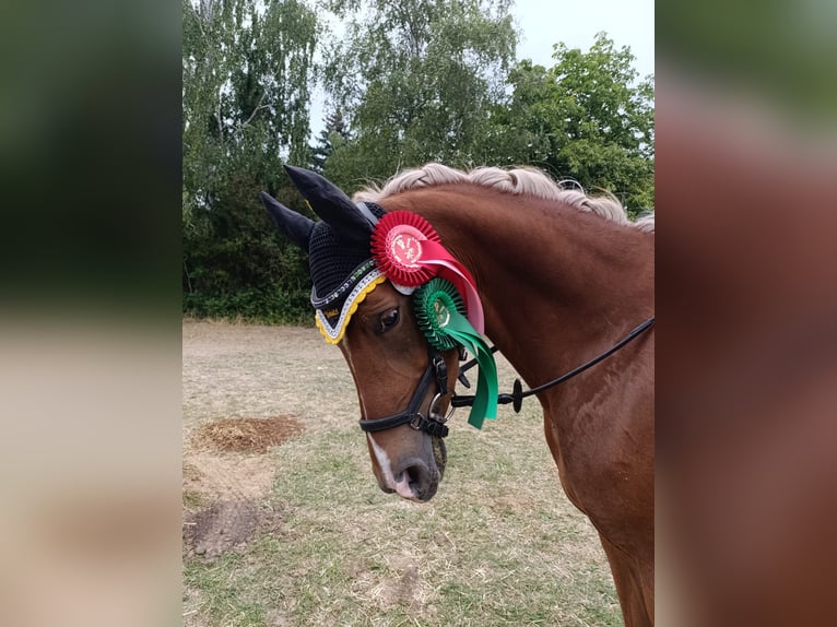 German Riding Pony Mare 5 years 14,1 hh Chestnut-Red in Remptendorf