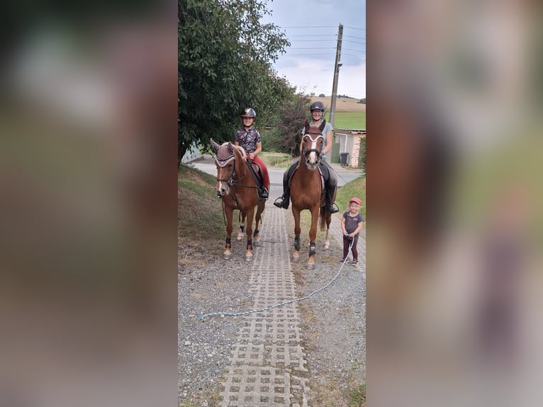 German Riding Pony Mare 5 years 14,1 hh Chestnut-Red in Remptendorf